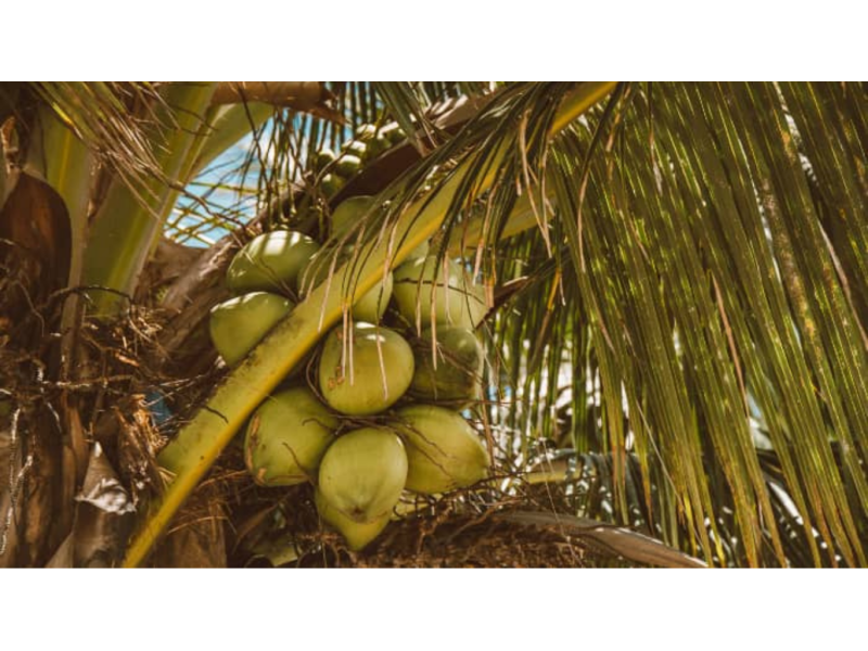 КОКОСОВОЕ ВОЛОКНО